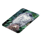 Tawny Frogmouth, Tasmania - Australië Magneet (Linkerzijde)