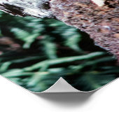 Tawny Frogmouth, Tasmania - Australië Poster (Hoek)