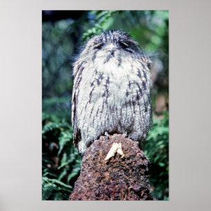 Tawny Frogmouth, Tasmania - Australië Poster