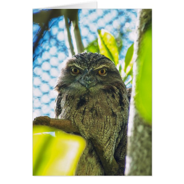 Tawny is No Owl (Voorkant)