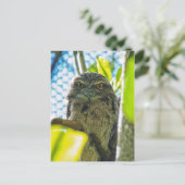 Tawny is No Owl Briefkaart (Staand voorkant)