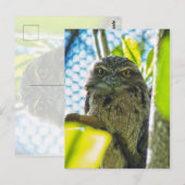 Tawny is No Owl Briefkaart (Voorkant / Achterkant)