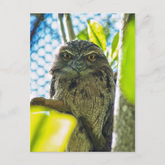 Tawny is No Owl Briefkaart (Voorkant)