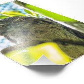 Tawny is No Owl Foto Afdruk (Hoek)