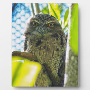 Tawny is No Owl Fotoplaat
