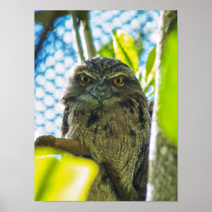 Tawny is No Owl Poster