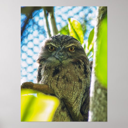 Tawny is No Owl Poster (Voorkant)