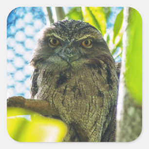 Tawny is No Owl Vierkante Sticker