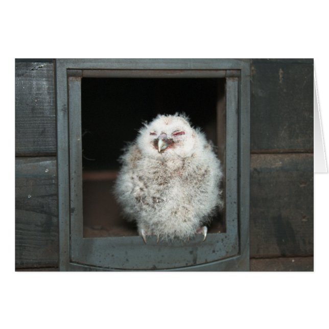 Tawny Owl (Voorkant Horizontaal)