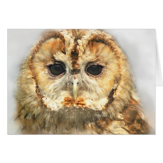 Tawny Owl (Voorkant Horizontaal)
