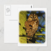 Tawny Owl 8T014D-17 Briefkaart (Voorkant / Achterkant)
