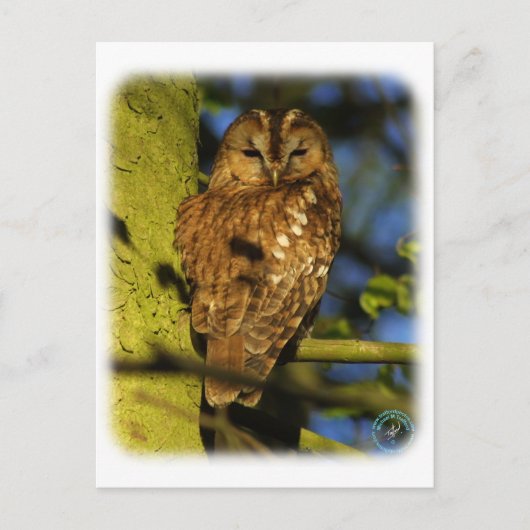Tawny Owl 8T014D-17 Briefkaart (Voorkant)