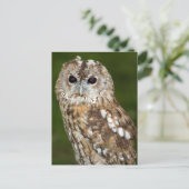 Tawny Owl Briefkaart (Staand voorkant)