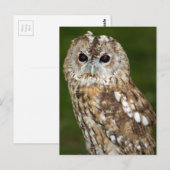 Tawny Owl Briefkaart (Voorkant / Achterkant)