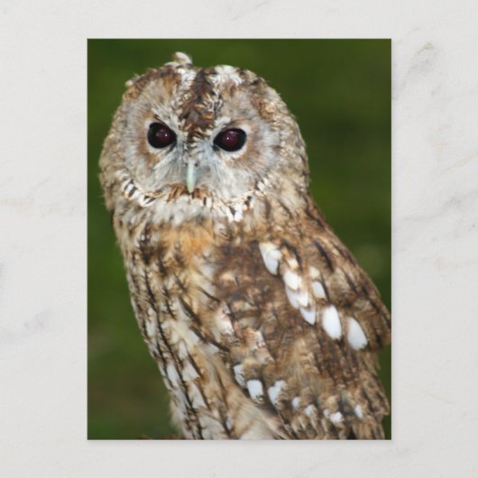 Tawny Owl Briefkaart (Voorkant)