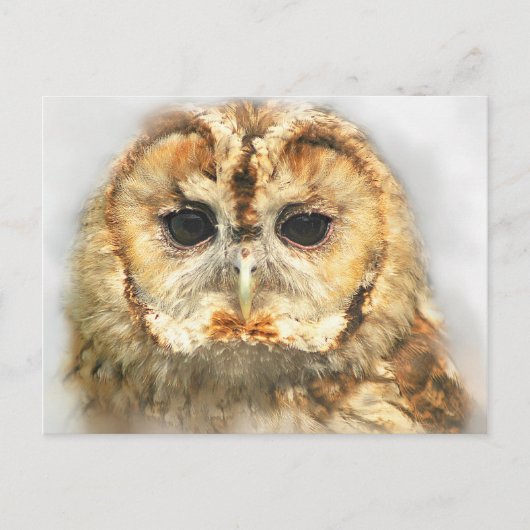 Tawny Owl Briefkaart (Voorkant)
