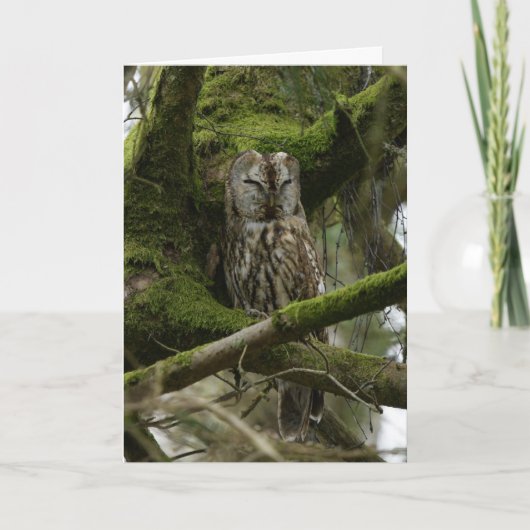 Tawny Owl Kaart (Voorkant)