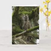Tawny Owl Kaart (Gele Bloem)