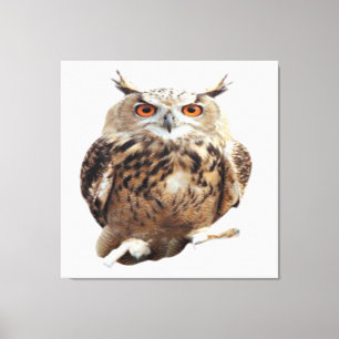 Tawny Owl met wetten Canvas Afdruk