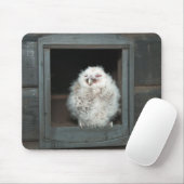 Tawny Owl Muismat (Met muis)