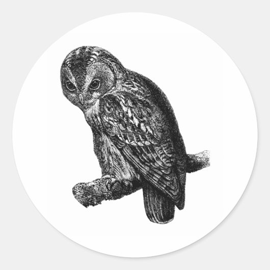 Tawny Owl Owls Bird  Wood Engraving Ronde Sticker (Voorkant)