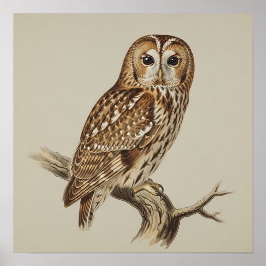 Tawny Owl Perched on Branch Poster (Voorkant)