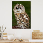 Tawny Owl Poster (Keuken)
