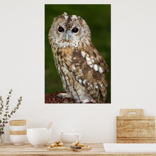 Tawny Owl Poster (Keuken)