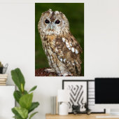 Tawny Owl Poster (Thuiskantoor)