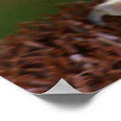 Tawny Owl Poster (Hoek)