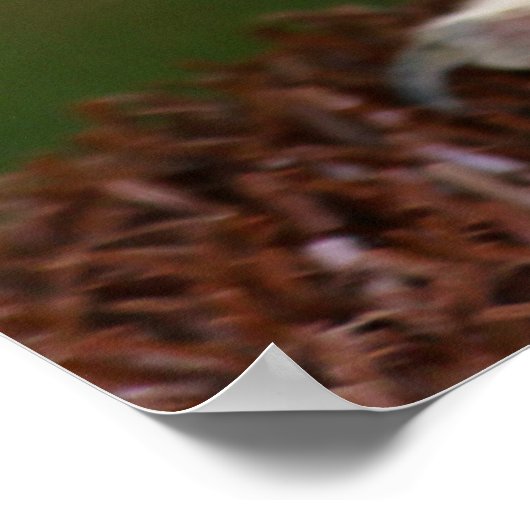 Tawny Owl Poster (Hoek)