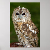 Tawny Owl Poster (Voorkant)