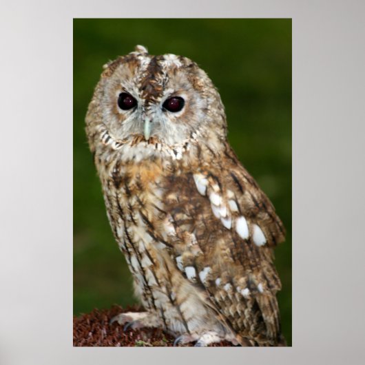 Tawny Owl Poster (Voorkant)
