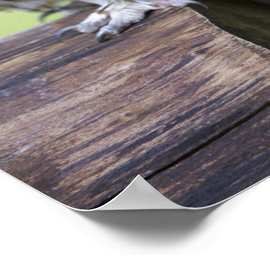 Tawny Owl Poster (Hoek)