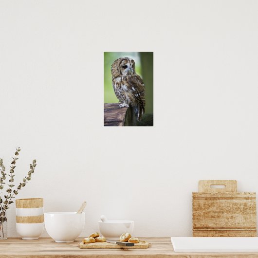 Tawny Owl Poster (Keuken)