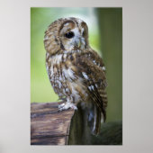 Tawny Owl Poster (Voorkant)