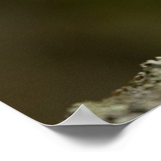 Tawny Owl Poster (Hoek)