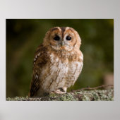 Tawny Owl Poster (Voorkant)