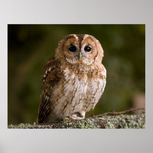 Tawny Owl Poster (Voorkant)
