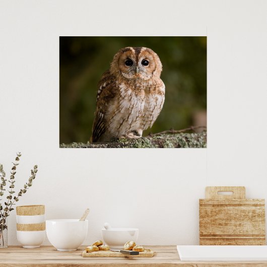 Tawny Owl Poster (Keuken)