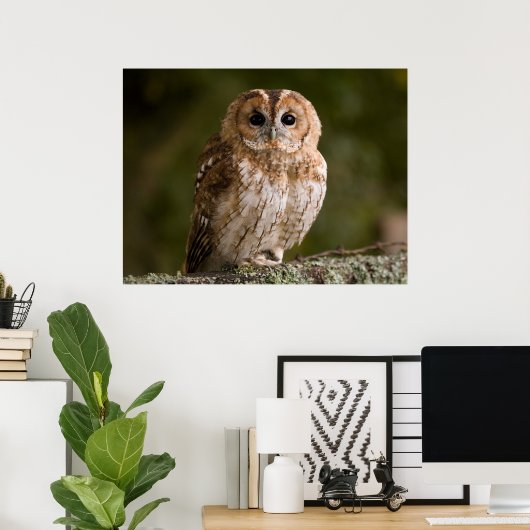 Tawny Owl Poster (Thuiskantoor)