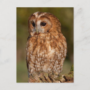 Tawny Owl (Strix aluco) Briefkaart