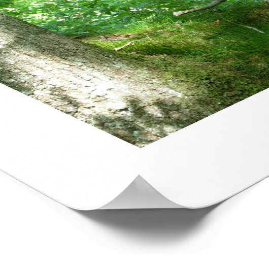 Tawny Owlet in een Poster van de Oude Oak (Hoek)