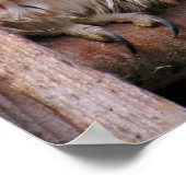 Tawny Owls Poster (Hoek)