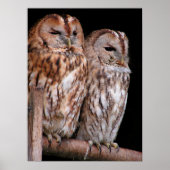 Tawny Owls Poster (Voorkant)