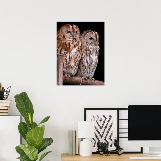 Tawny Owls Poster (Thuiskantoor)