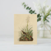 Tawny Thrush (Veery) - Amerikaanse vogels van Audu Briefkaart (Staand voorkant)