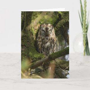 Tawny Uil in het bos Kaart