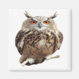 tawny uil met klauwen kunst magneet