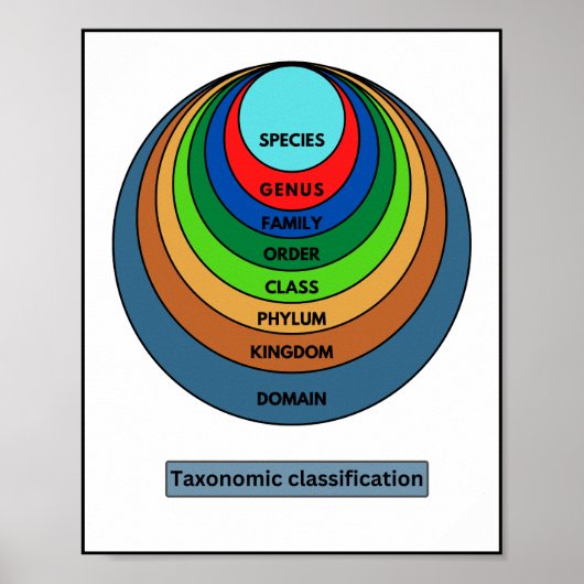 Taxonomische indeling poster (Voorkant)